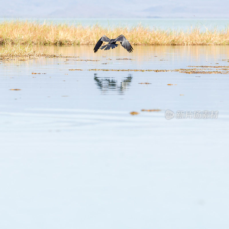 非洲飞镖(Anhinga rufa)